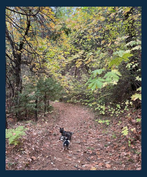 Two terriers walking on the trails near Empire Mine State Historic Park