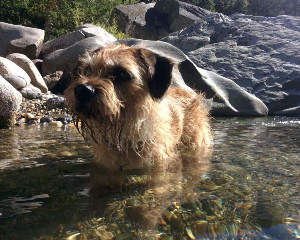 Border terrier wading into the Yuba River