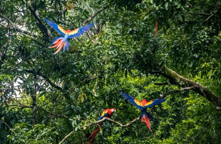 honduras 1 768x501