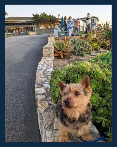 Norwich terrier standing on a wall in front of dog friendly  Cambria Shores Inn