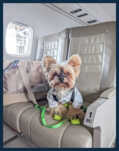Yorkie sitting on JSX airplane seat