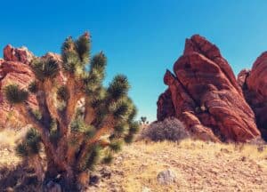 Dog-Friendly Joshua Tree: A Complete Guide + A Great One Day Park Itinerary
