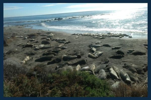 Elephant seals on the beach in San Simeon