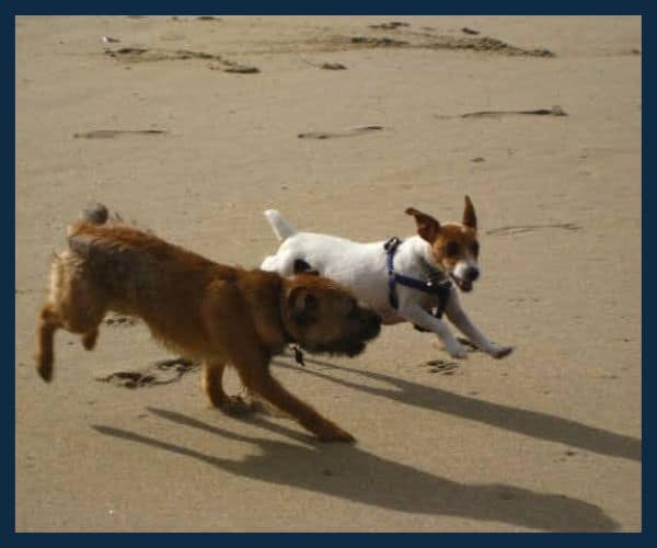 Border terrier and jack russell playing on the beach