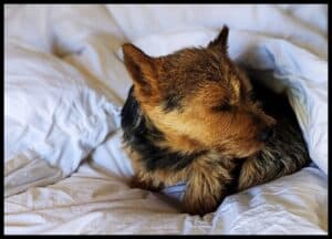 Norwich terrier snuggled in duvet