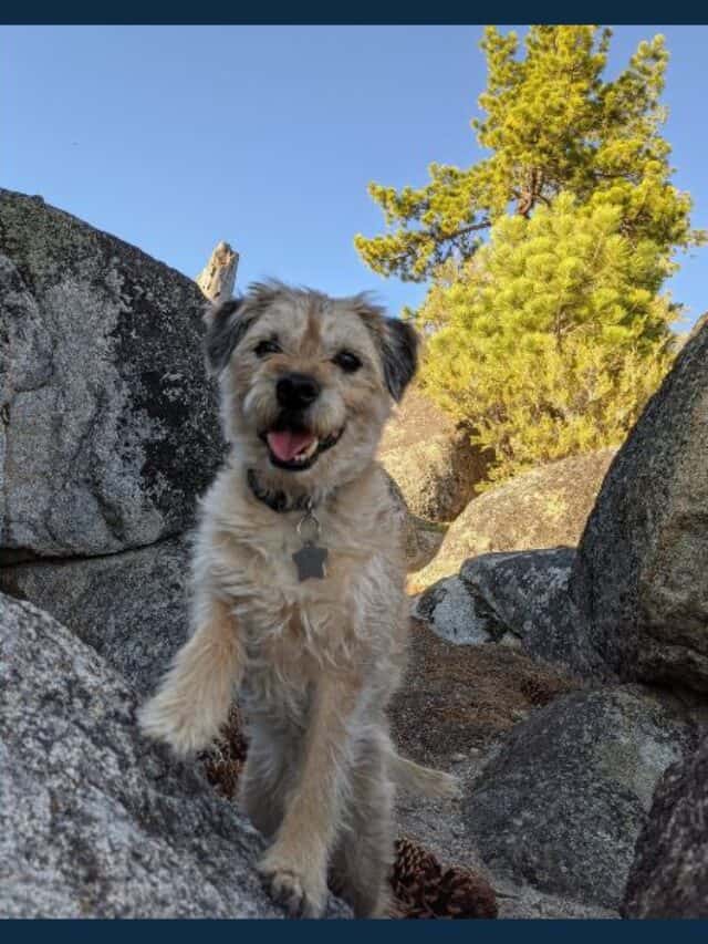 Dog Friendly Fall Getaways in Northern California