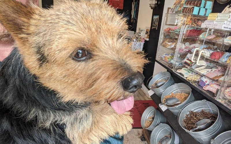 Norwich terrier standing in front of the treat counter at Diggity Dog store in Carmel-by-the-Sea