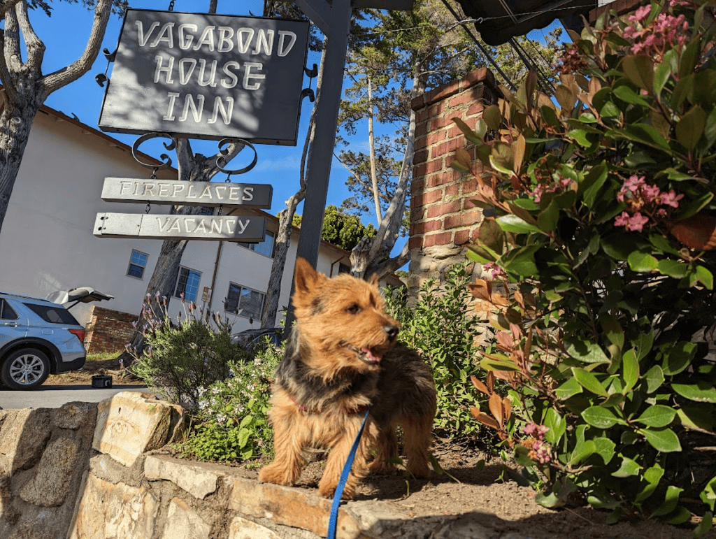 A Norwich Terrier is standing in front of the sign for Vagabond House Inn