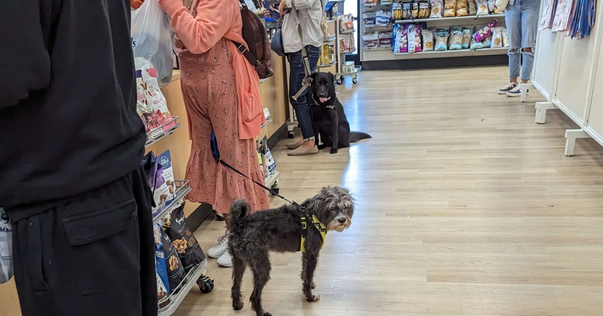 TJ Maxx Dog Friendly What is their pet policy? [2024] Pets Around