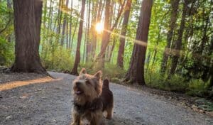 11 Best Dog Walks in Victoria BC [waterfalls and lakes included]