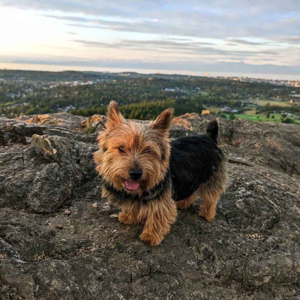 Norwich terrier standing on boulders on top of a mountain. The photo needs a caption.