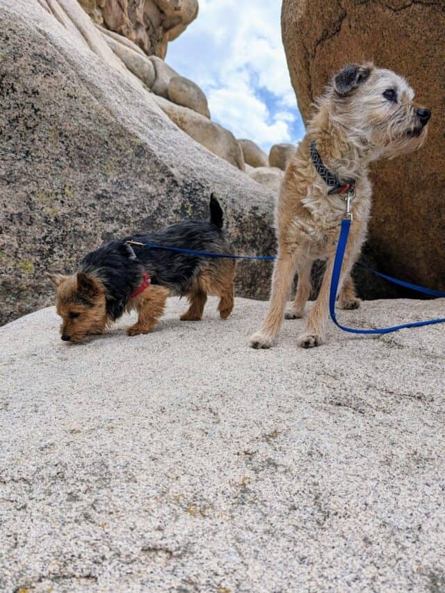Joshua Tree in the Spring