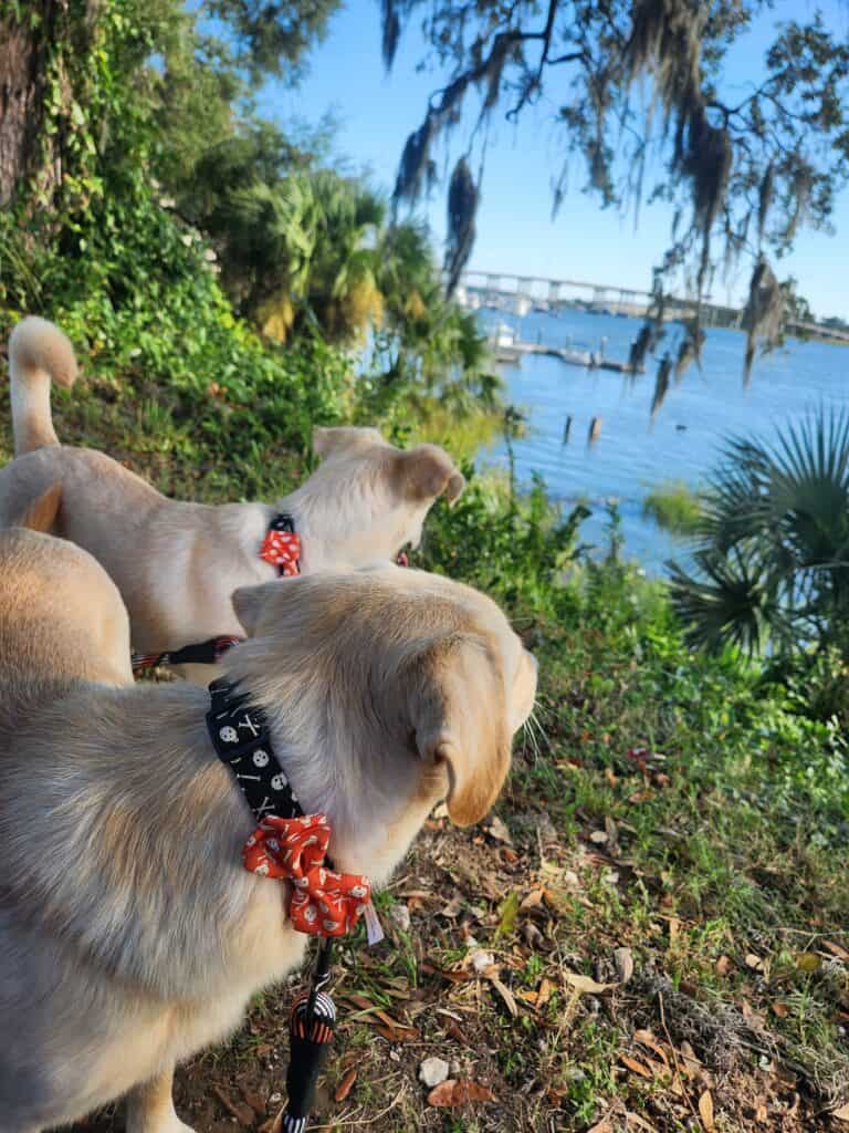 2 labradors looking at the water in Savannah