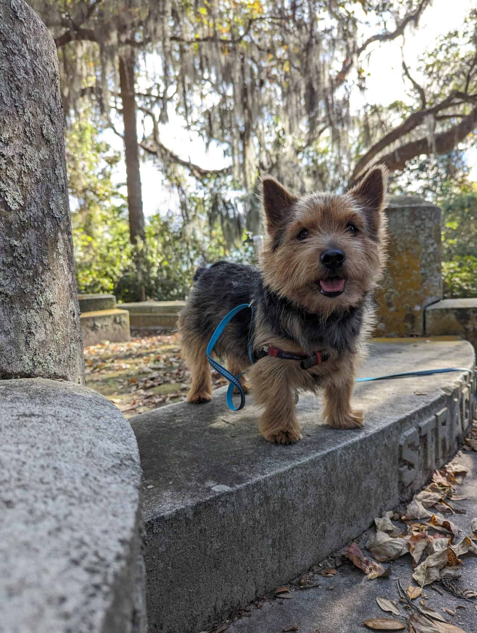 Dog Friendly Savannah A Local's Guide Pets Around the World