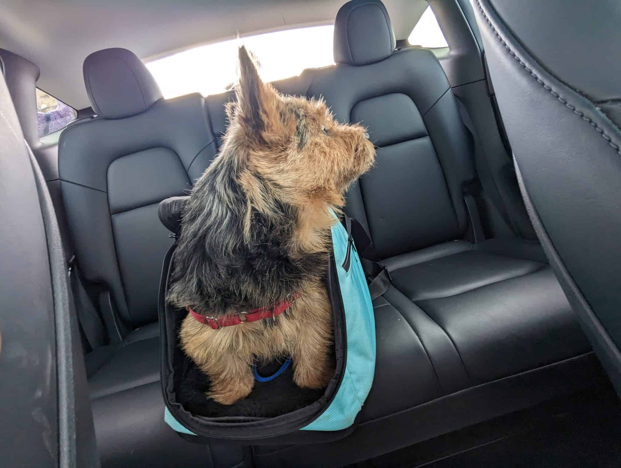 Traveling Cross Country with a Dog Great Travel Hacks + Guide Pets