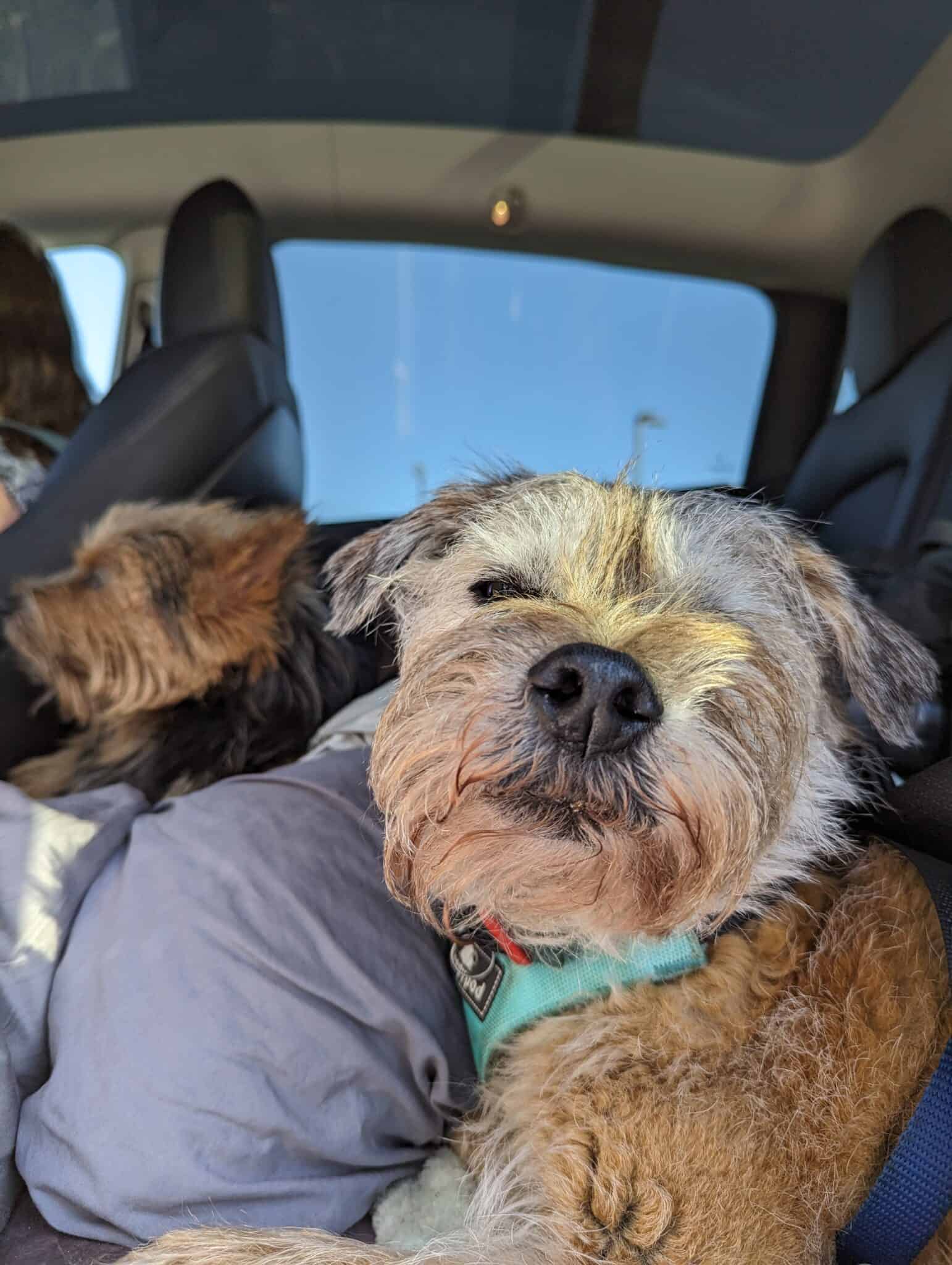 Traveling Cross Country with a Dog Great Travel Hacks + Guide Pets