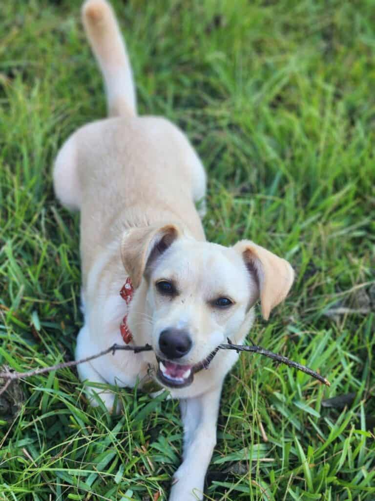 A labrador crewing a stick in the grass
