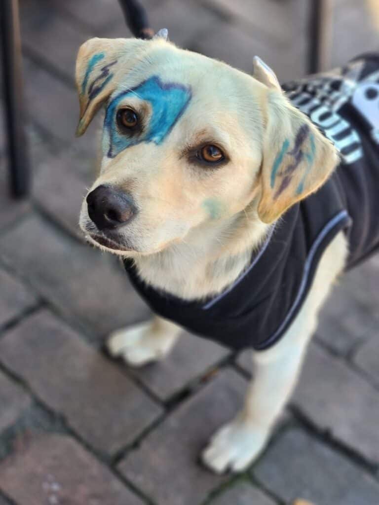 A labrador decorated and dressed up for Wag-o-Ween in Savannah, GA