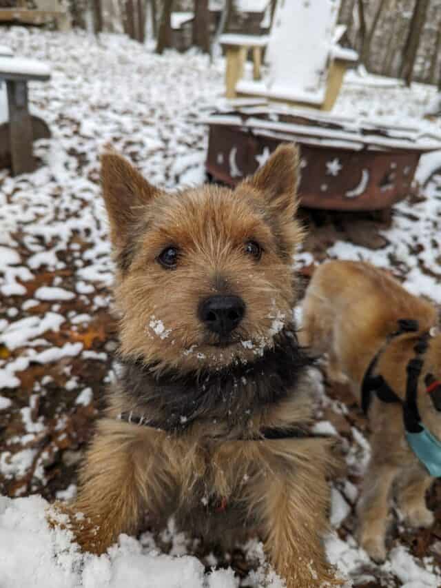 DOG FRIENDLY WINTER RETREAT AT DEEP CREEK LAKE, MD