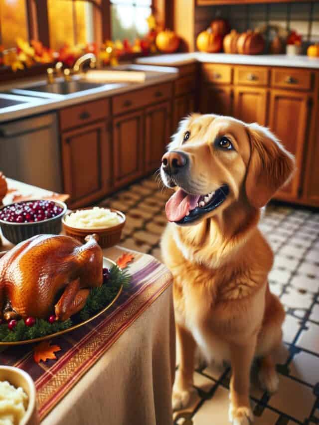What can dogs eat on thanksgiving?