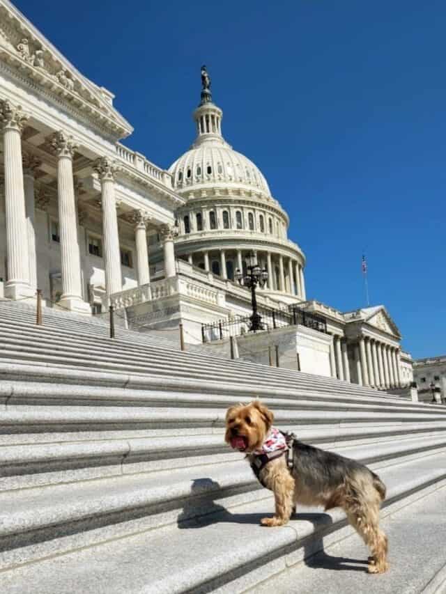 Spend Veteran’s Day in Washington DC With Your Dog