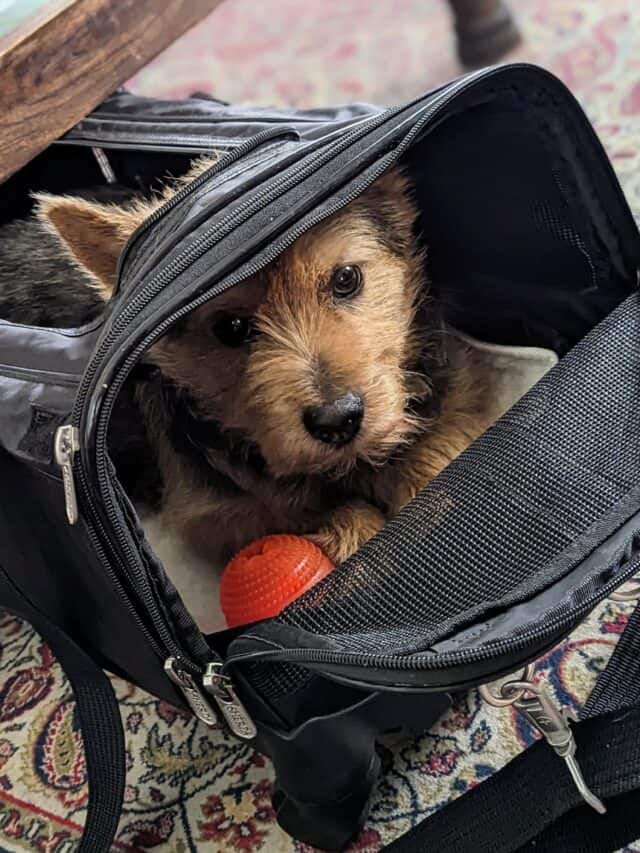 What Are You Going to Do with Your Pets When You Travel for the Holidays