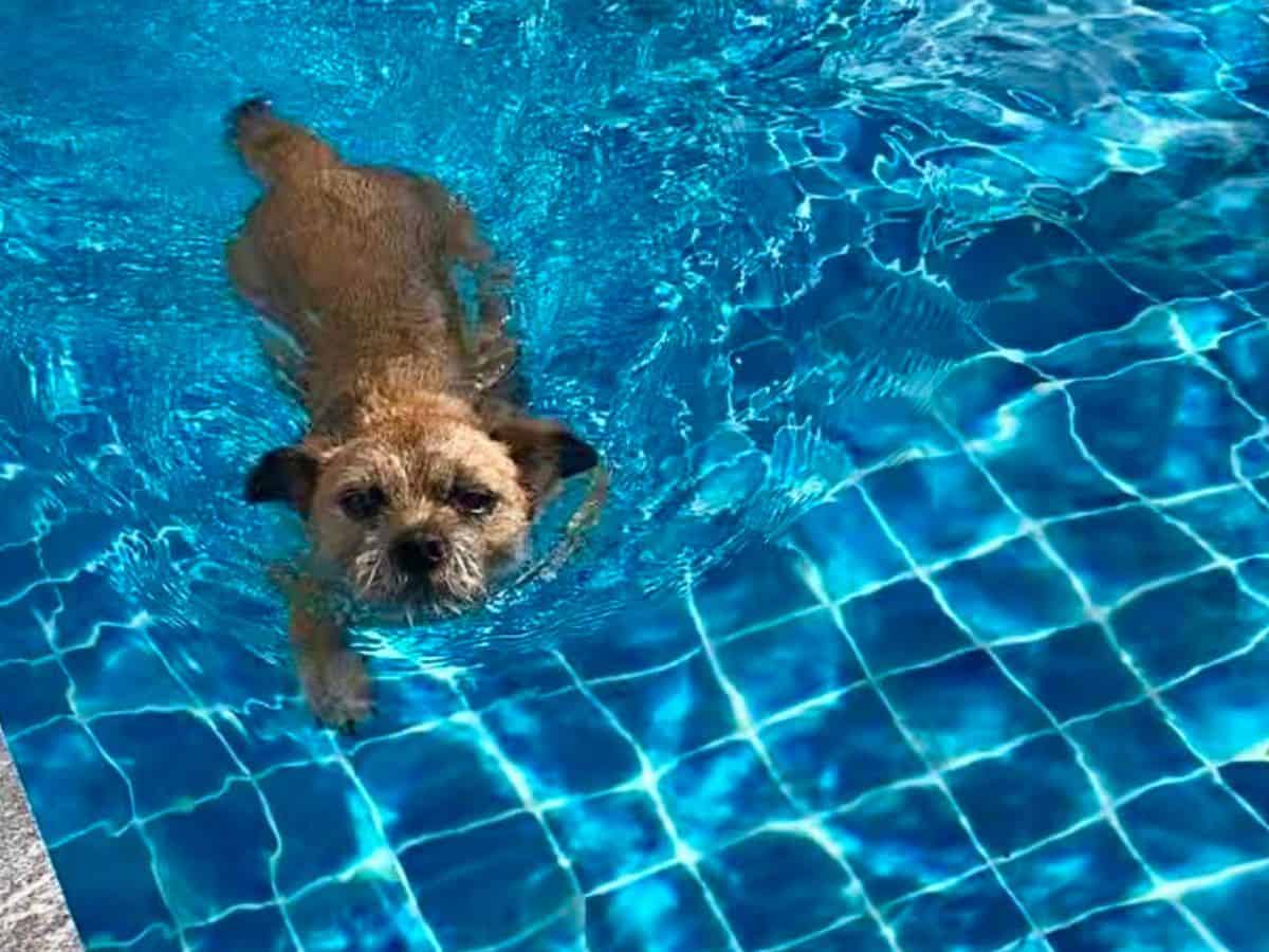 Bringing a Dog to Thailand The Ultimate Guide by a UK Expat Pets Around the World