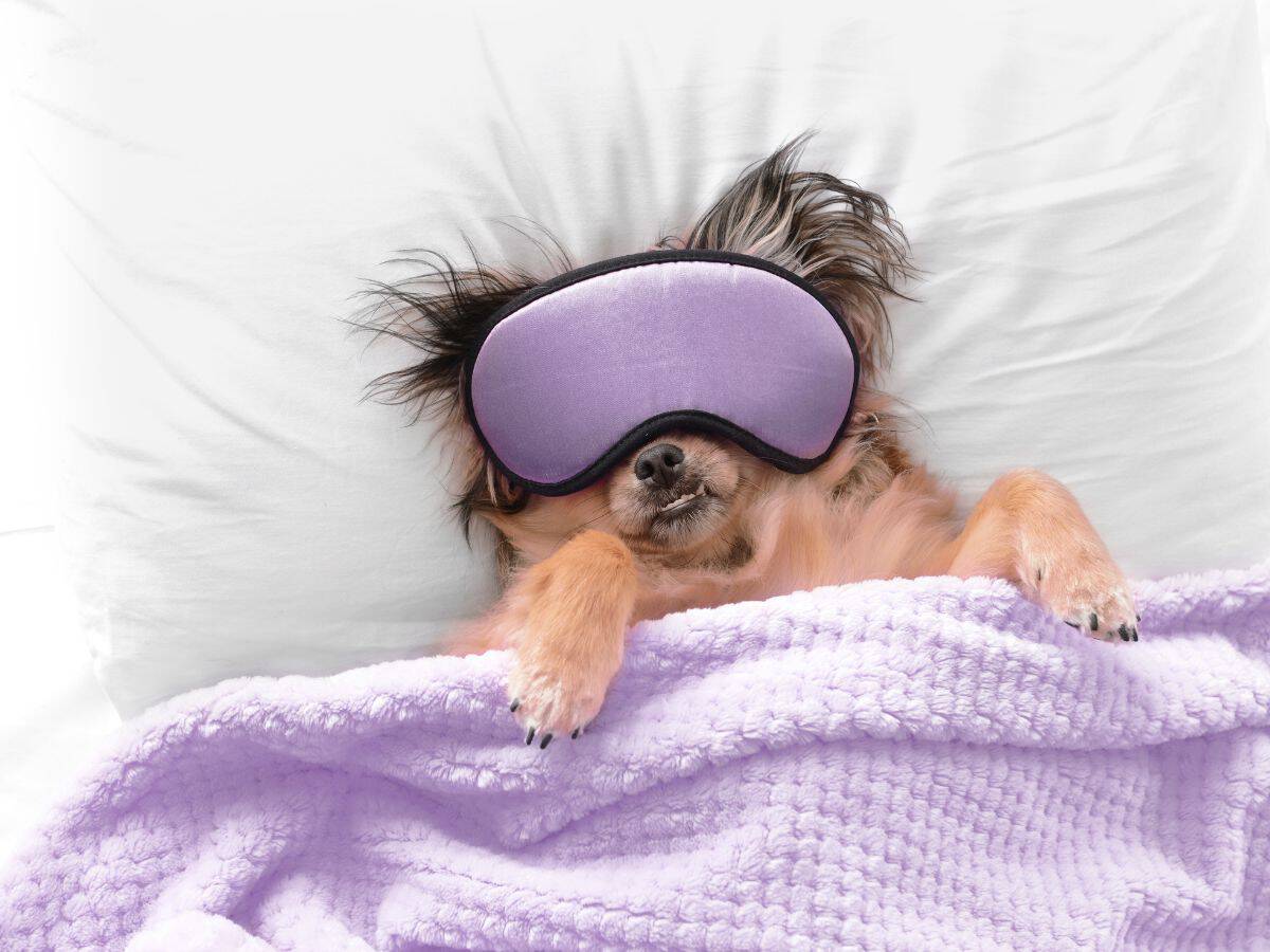 Cost comparison calculator for pet friendly hotels or Airbnb Pets