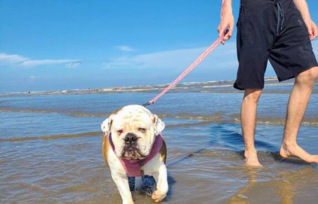 Bulldog walking leashed on the beach in Galveston, TX