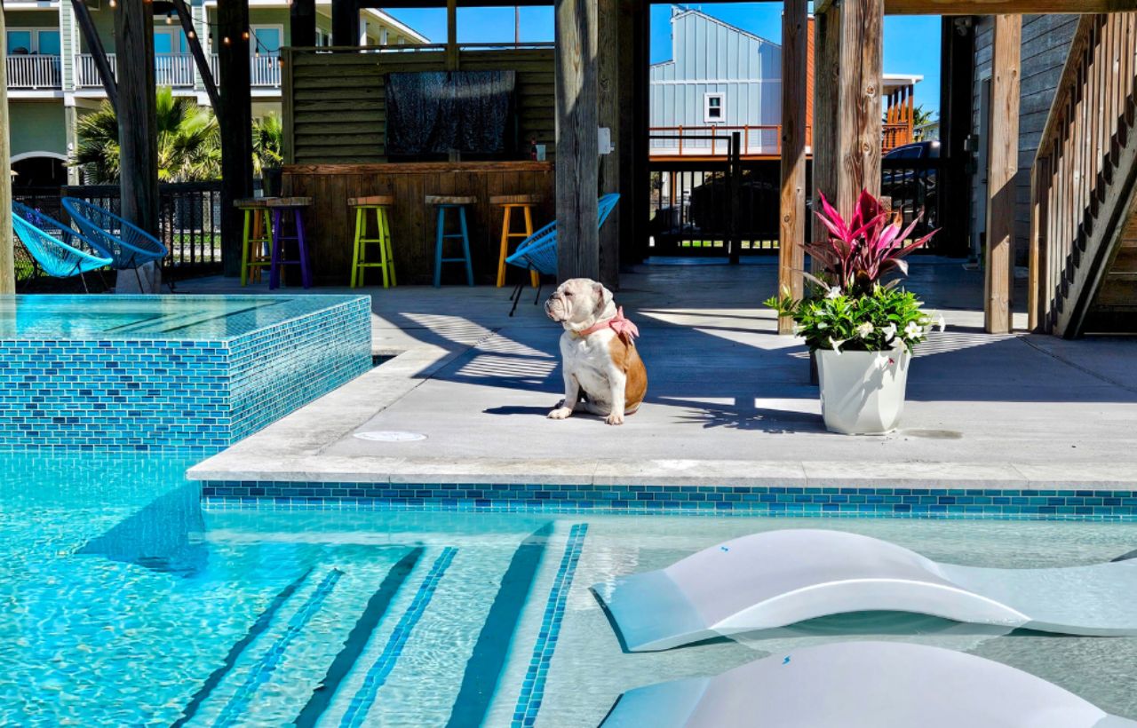 bull dog sitting by the pool in Galveston Paix Bleu vacation rental